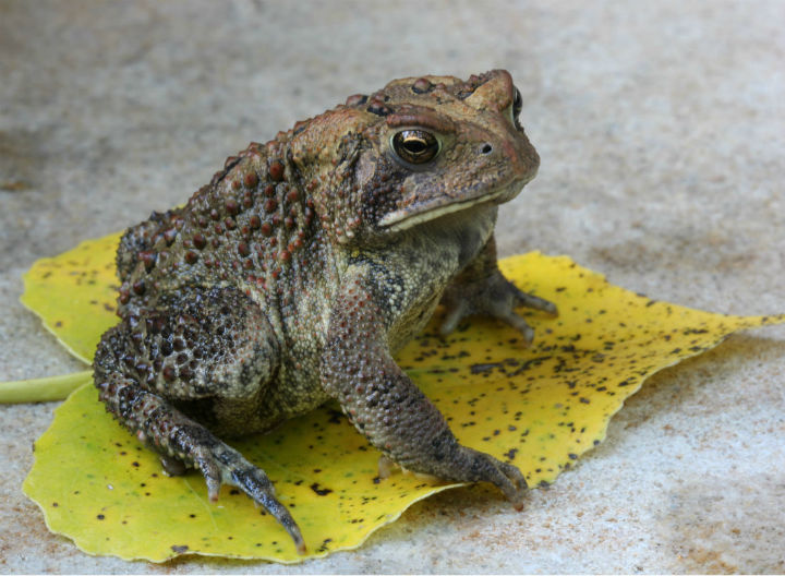 American Toad